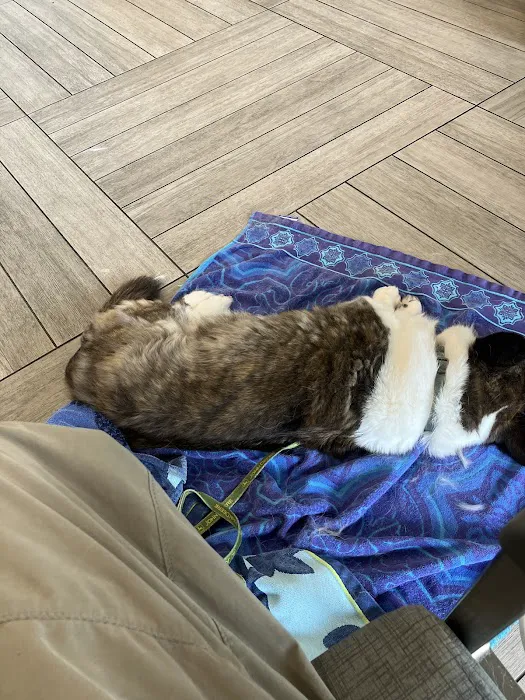 BluePearl Pet Hospital Picture 10
