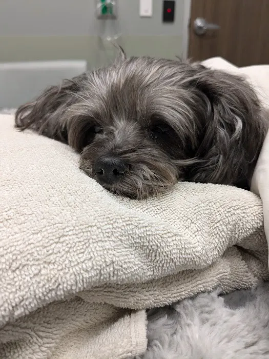 BluePearl Pet Hospital Picture 8