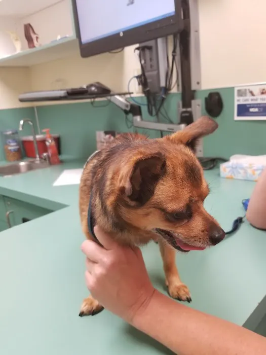 VCA Pacific Avenue Animal Hospital Picture 5