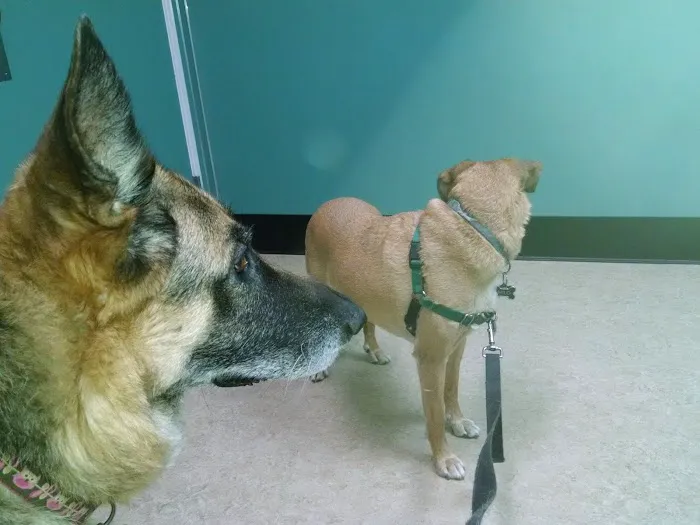 VCA Pacific Avenue Animal Hospital Picture 8