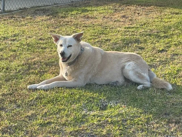 Brook-Ellis Pet Hospital Picture 4