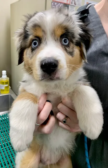 Brook-Ellis Pet Hospital Picture 7