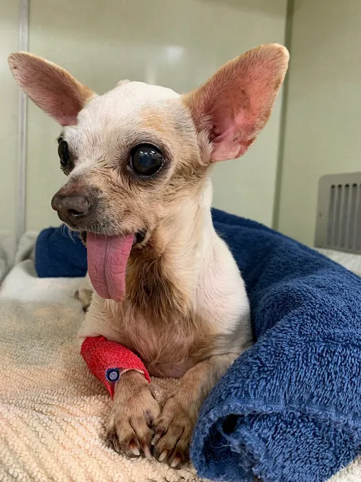 Brook-Ellis Pet Hospital Picture 10