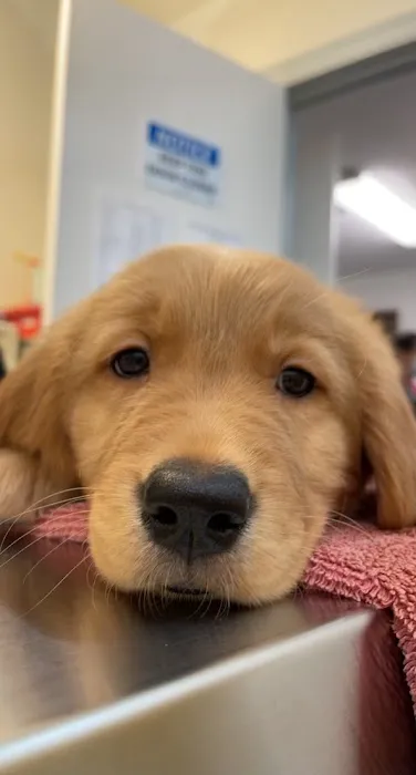 Brook-Ellis Pet Hospital Picture 9