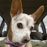 Animal Hospital