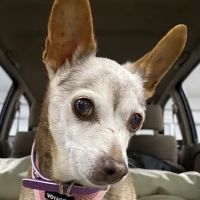 Animal Hospital ico