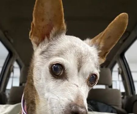 Animal Hospital