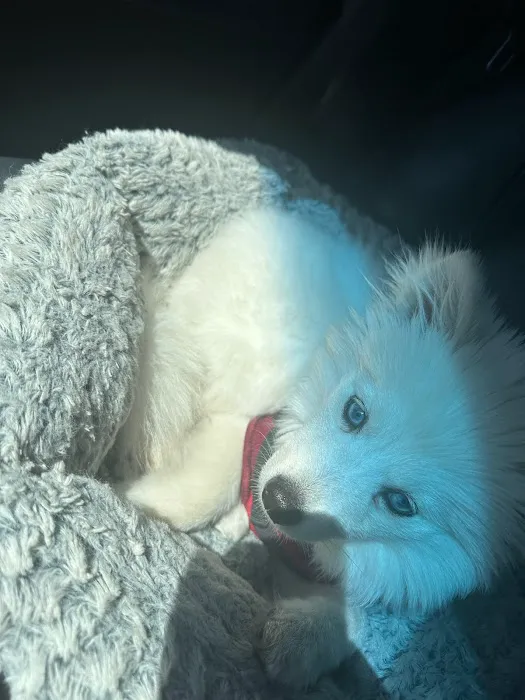 Animal Hospital Picture 3