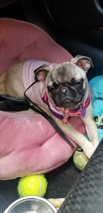 Animal Hospital Picture 4