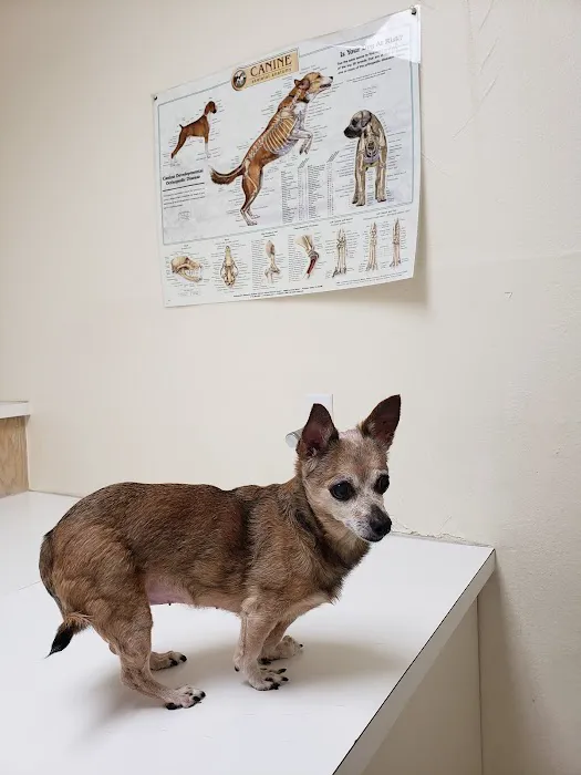 Animal Hospital Picture 8