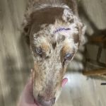 5 Points Companion Animal Hospital