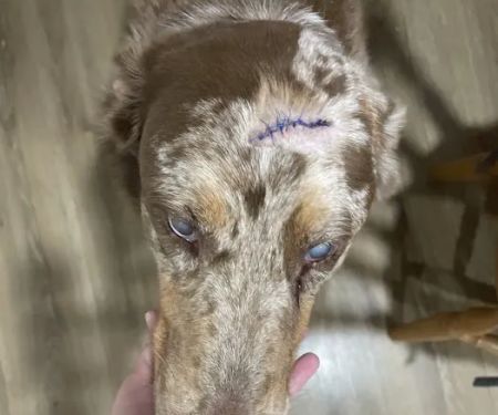 5 Points Companion Animal Hospital