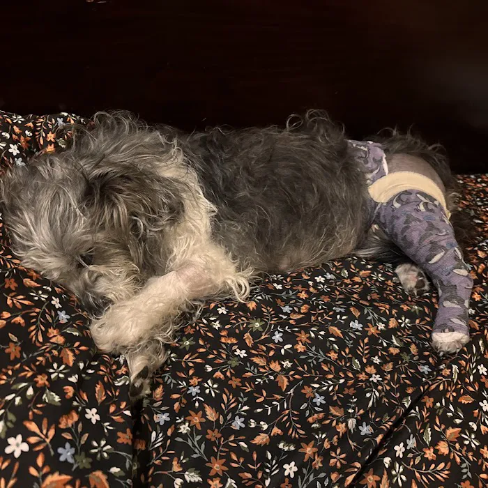 5 Points Companion Animal Hospital Picture 4