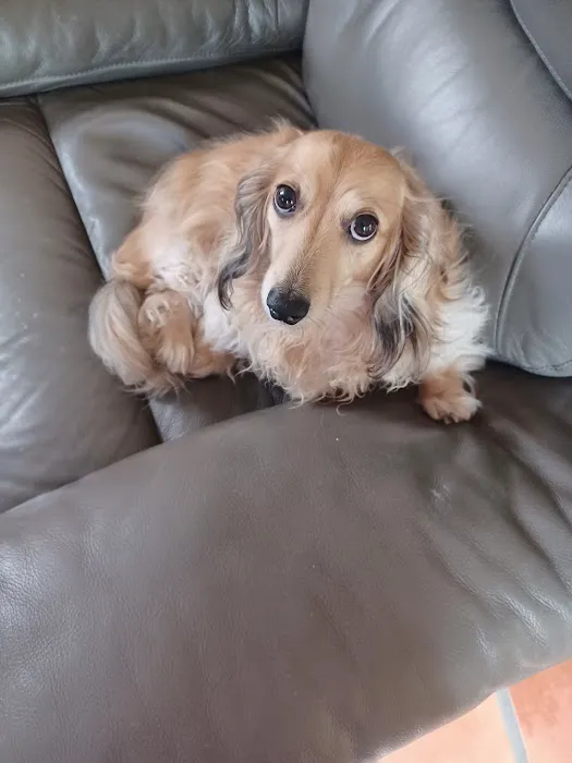 5 Points Companion Animal Hospital Picture 3