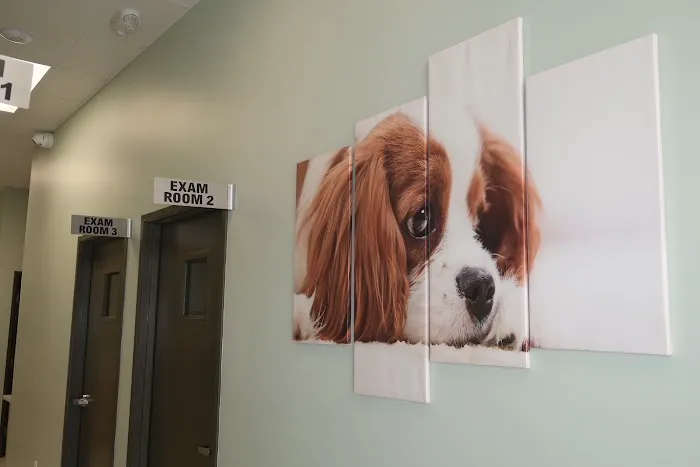 5 Points Companion Animal Hospital Picture 6