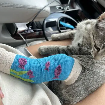Brookfield Pet Hospital Plus Picture 1