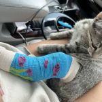 Brookfield Pet Hospital Plus