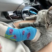 Brookfield Pet Hospital Plus ico