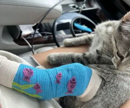 Brookfield Pet Hospital Plus