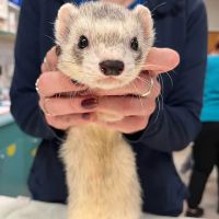 Seacliff Animal Hospital ico