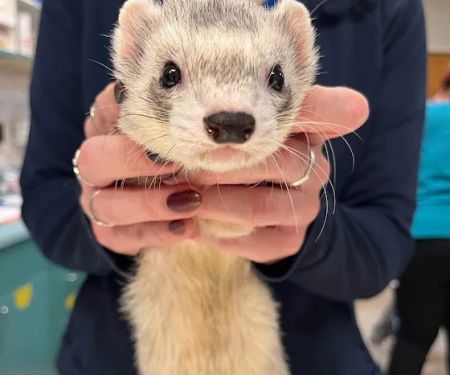Seacliff Animal Hospital