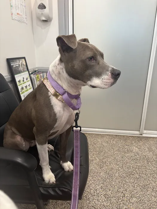 Huntington Beach Veterinary Hospital Picture 1