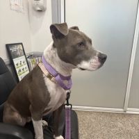 Huntington Beach Veterinary Hospital ico