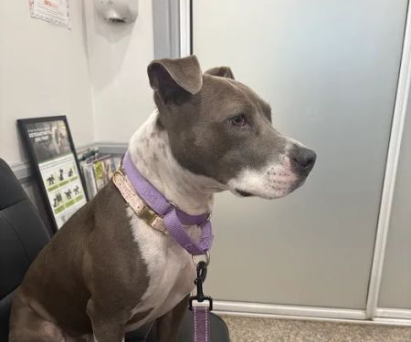 Huntington Beach Veterinary Hospital