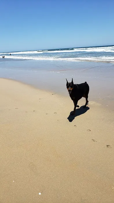 Huntington Beach Veterinary Hospital Picture 2