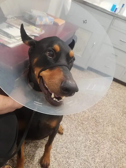 Huntington Beach Veterinary Hospital Picture 7