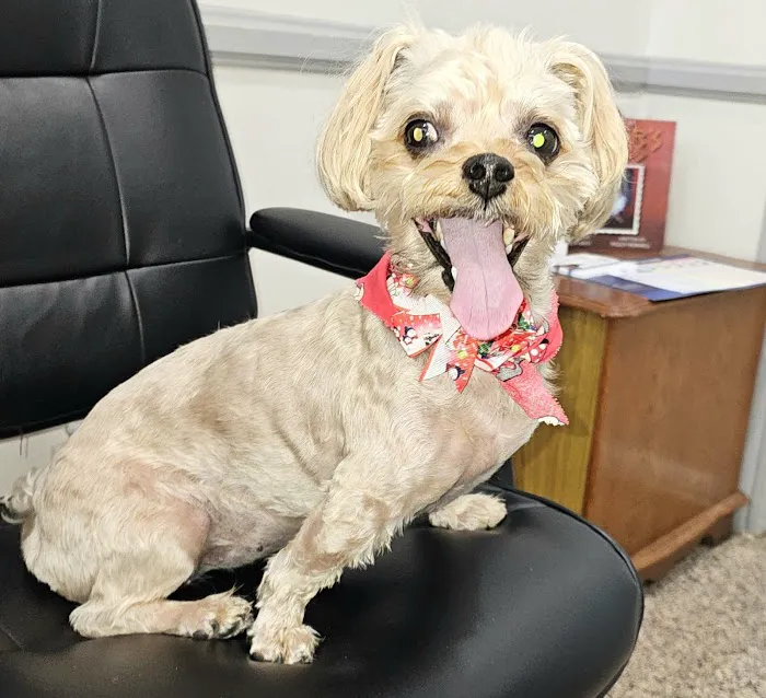 Huntington Beach Veterinary Hospital Picture 6