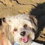 Huntington Pet Vet