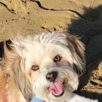 Huntington Pet Vet ico