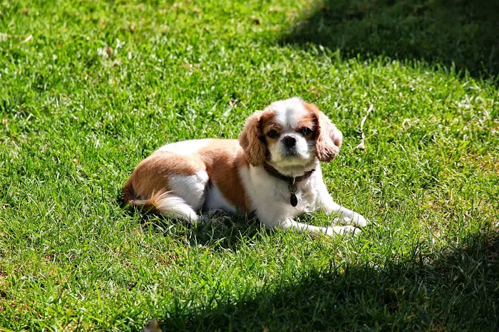 Huntington Beach Pet Hospital Picture 5