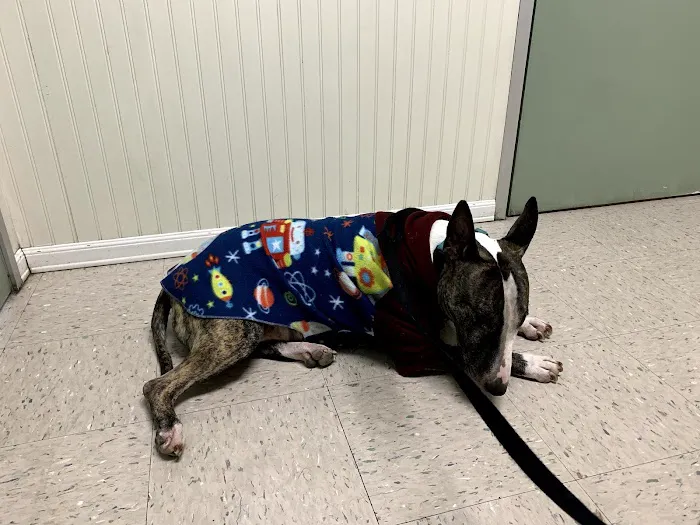 Huntington Beach Pet Hospital Picture 2