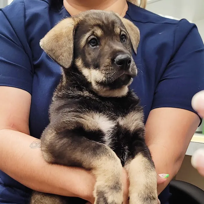 Huntington Beach Pet Hospital Picture 10