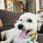 Affordable Animal Hospital: Santa Ana