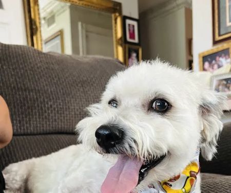 Affordable Animal Hospital: Santa Ana