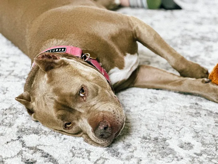Affordable Animal Hospital: Santa Ana Picture 4