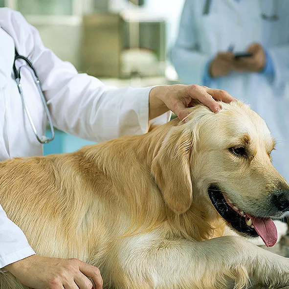 Affordable Animal Hospital: Santa Ana Picture 6
