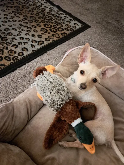 Affordable Animal Hospital: Santa Ana Picture 8