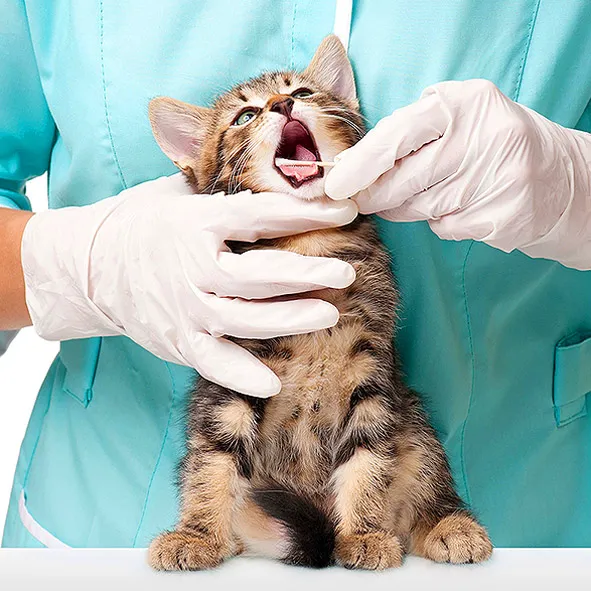 Affordable Animal Hospital: Santa Ana Picture 10