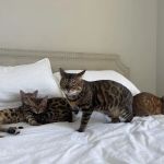 VCA Orange Animal Hospital