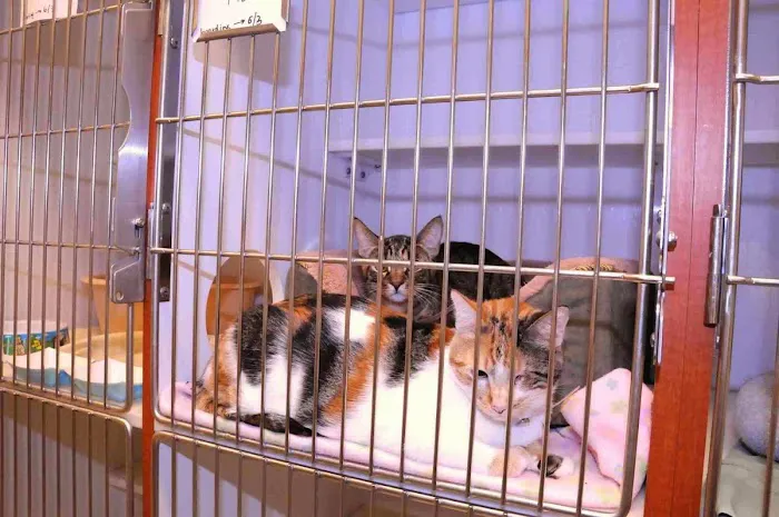 VCA Orange Animal Hospital Picture 4