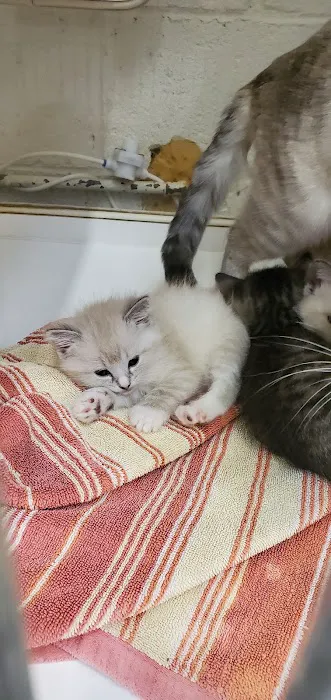 Metropolitan Veterinary Hospital Picture 8