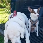 Healthier Pet Veterinary Care