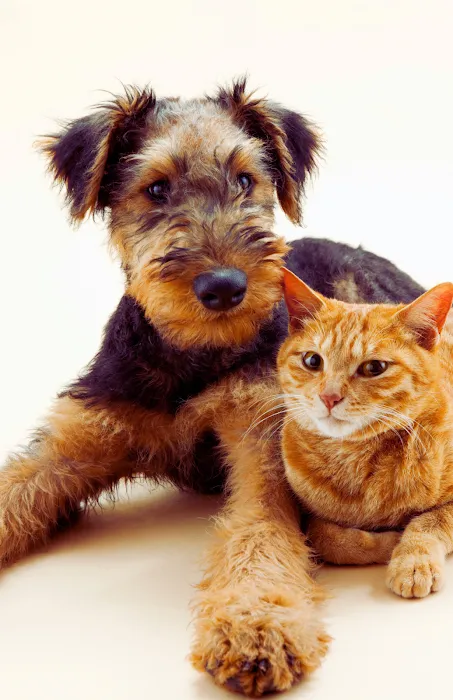 Healthier Pet Veterinary Care Picture 2