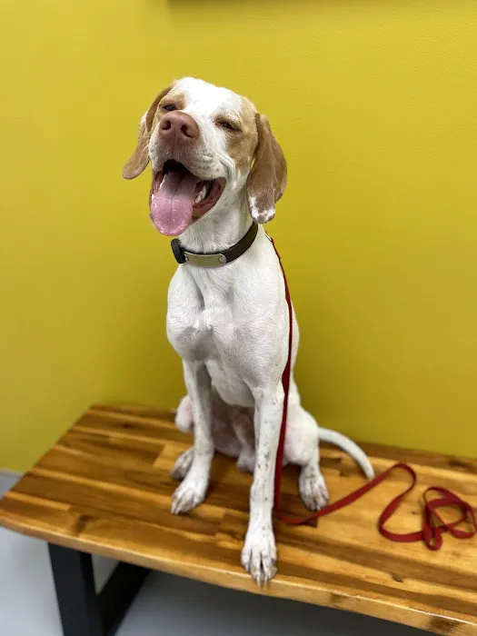 Healthier Pet Veterinary Care Picture 3