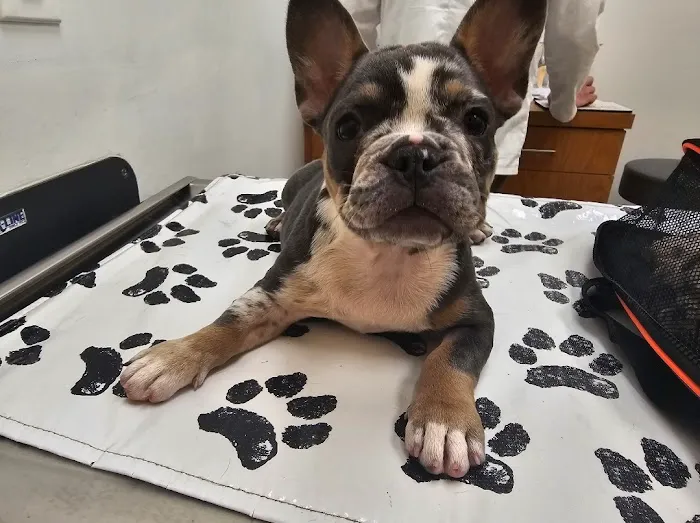 Healthier Pet Veterinary Care Picture 5