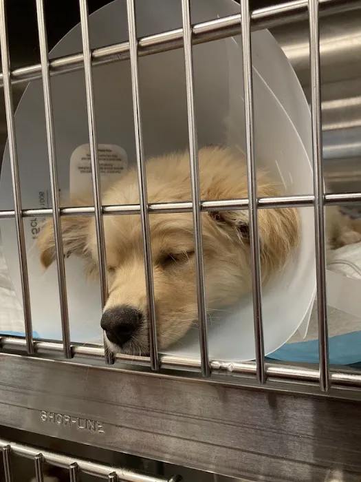 VCA West Coast Specialty and Emergency Animal Hospital Picture 7